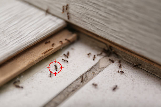 Best Rat Extermination Near Me  in Port Dickinson, NY