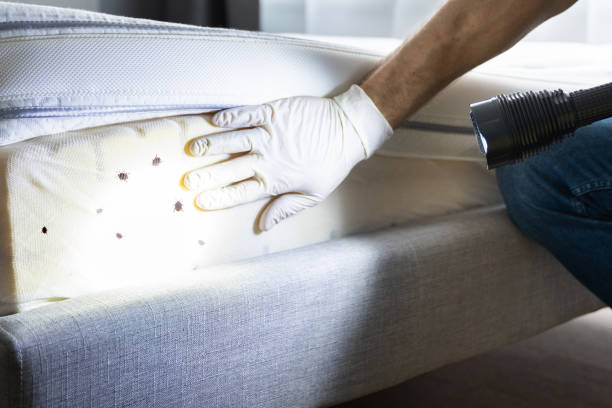 Best Residential Pest Control  in Port Dickinson, NY