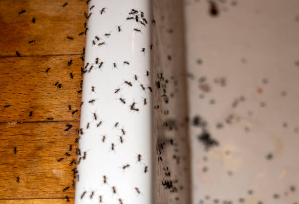 Trusted Port Dickinson, NY Pest Control Experts