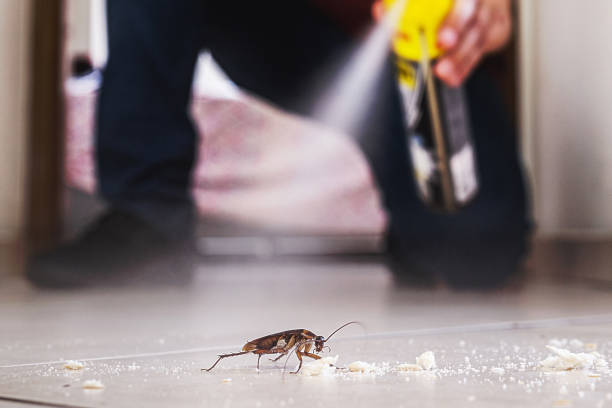 Best Local Pest Control Services  in Port Dickinson, NY