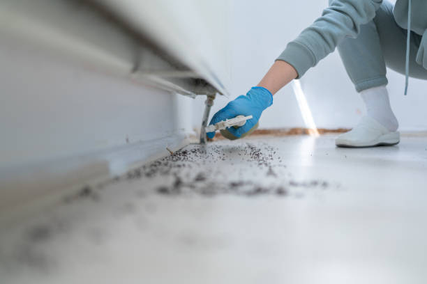Professional Pest Control in Port Dickinson, NY