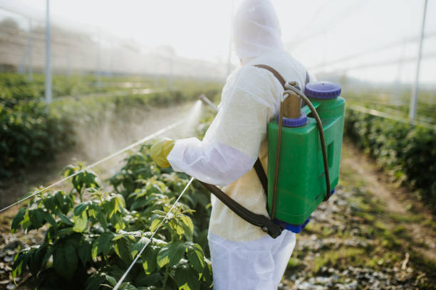 Best Termite Control Services  in Port Dickinson, NY